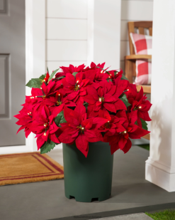 Balsam Hill rood buiten verlicht poinsettia-vieringsgebladerte 8ZHB105 decoratie